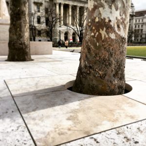 Urban Trees