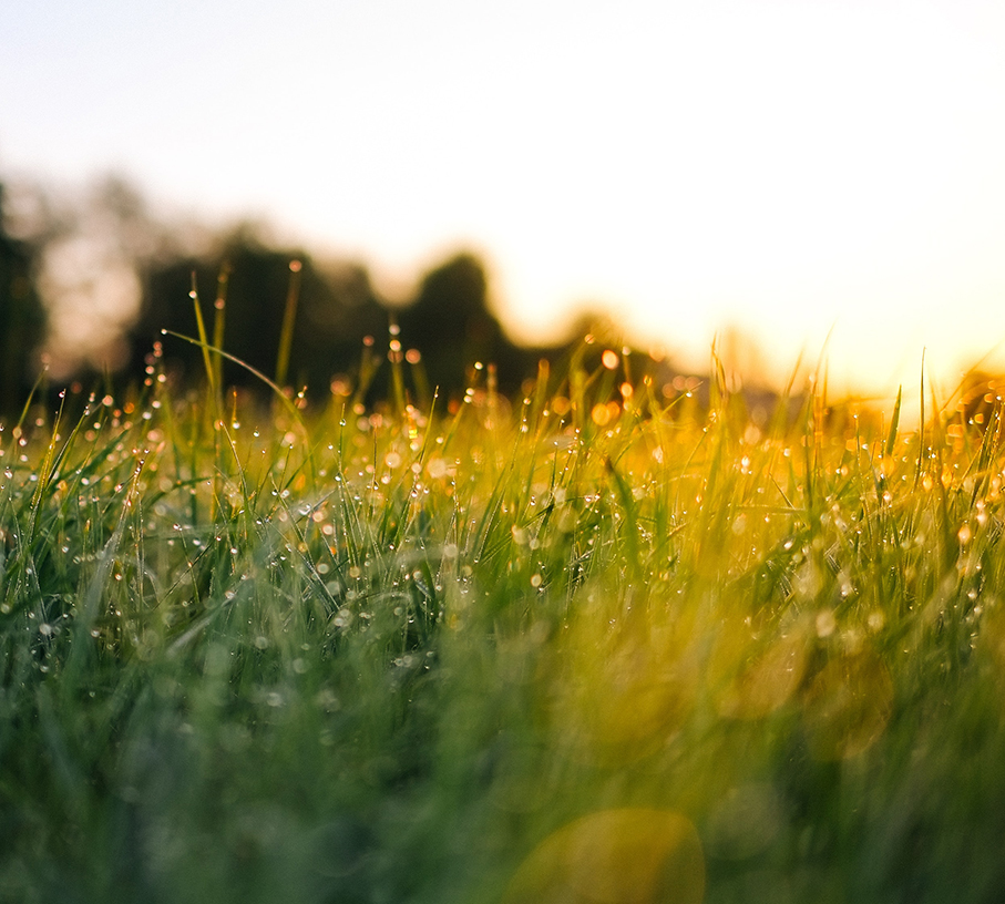 Disadvantages of Artificial Grass